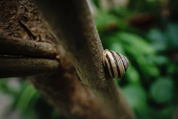 Selektivní Zaměření Šneka Hnědými Rty Větvi Stromu Rozmazaným Pozadím — Stock fotografie