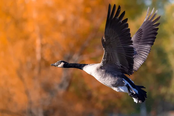 Flying Canadian Goose Blurred Autumnal Trees Background — Stockfoto