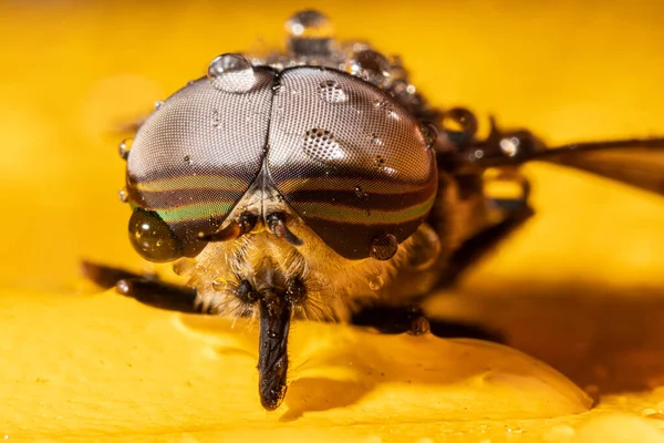 Makroaufnahme Einer Fliege Auf Einer Gelben Blume — Stockfoto