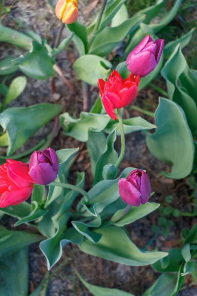 Une Belle Vue Sur Les Tulipes Dans Champ — Photo