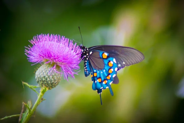 Closeup Shot Butterfly Purple Flowers — Stock Photo, Image