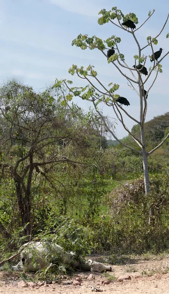 Seis Abutres Negros Esperando Uma Árvore Acima Uma Vaca Moribunda — Fotografia de Stock