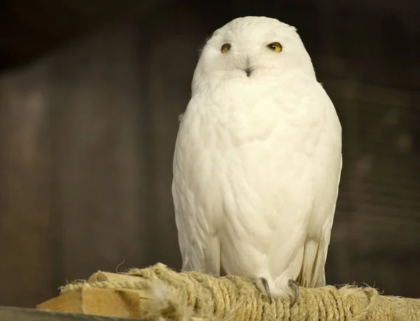 Een Mooie Besneeuwde Uil Een Houten Ondergrond — Stockfoto