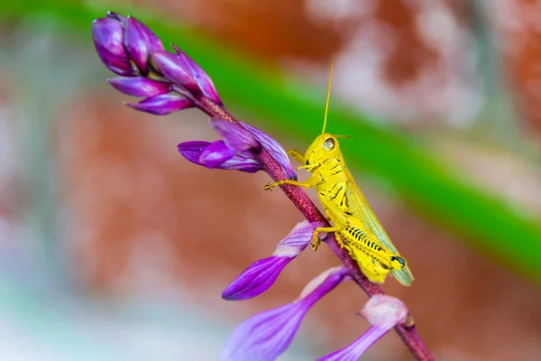 Macro Shot Grasshopper Purple Flower Blurred Background — Stock Photo, Image
