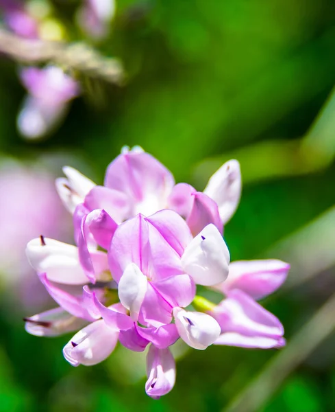 Detailní Záběr Fialových Květin — Stock fotografie