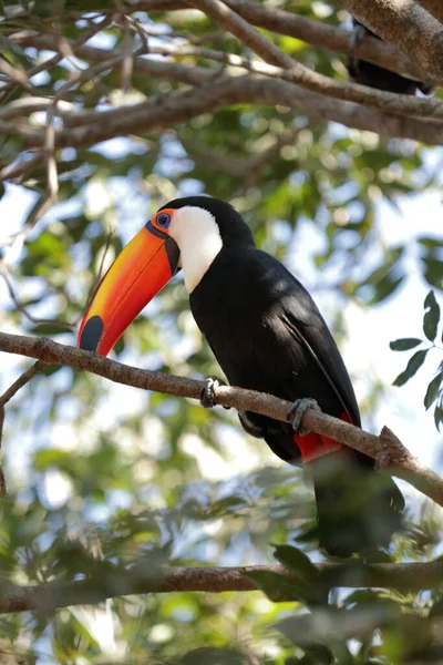 Toco Toucan Ramphastos Toco Sedí Stromě Vidět Zdola Brazilské Pantanal — Stock fotografie