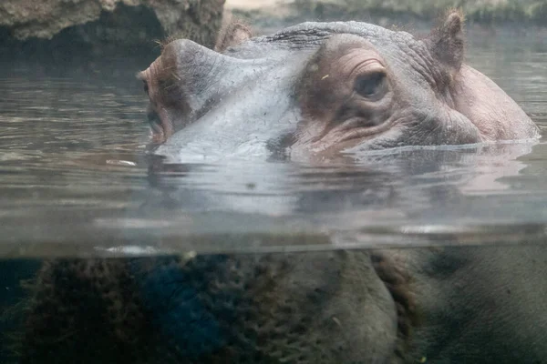 Strzał Bliska Hipopotama Pół Głowy Wodzie — Zdjęcie stockowe