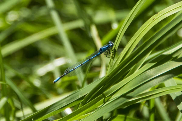 Ένα Κοντινό Πλάνο Του Enallagma Cyathigerum Dragonfly Στο Πράσινο Φύλλο — Φωτογραφία Αρχείου