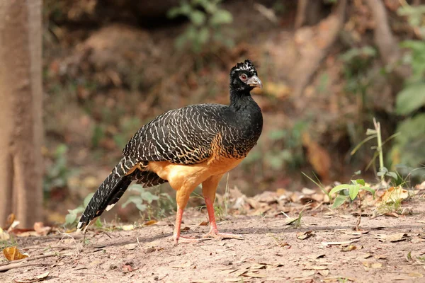 Γυναίκα Barefaced Curassow Crax Fasciolata Στο Βραζιλιάνικο Pantanal — Φωτογραφία Αρχείου