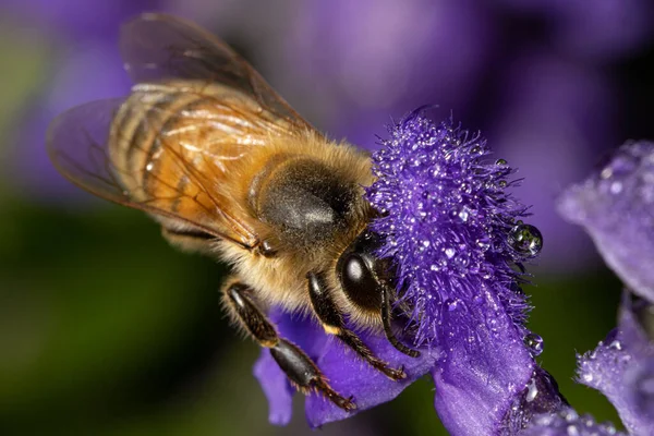 紫色の花に花粉を集める蜂のマクロショット — ストック写真