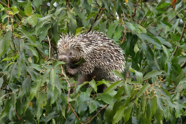 Brasilianskt Piggsvin Coendou Prehensilis Som Äter Ett Träd Brasiliens Pantanal — Stockfoto