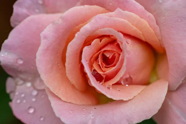 Closeup Shot Pink Rose Dewdrops Garden — Stock Photo, Image