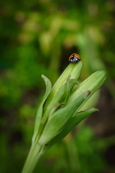 Tiro Vertical Uma Joaninha Uma Flor Verde Jardim Primavera — Fotografia de Stock