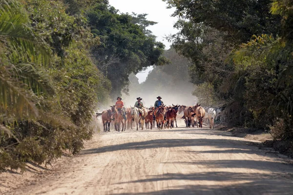 Corumba Brazil Aug 2018 Transport Koni Krów Konno Parku Krajobrazowym — Zdjęcie stockowe