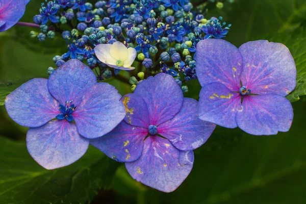 Primer Plano Hermosa Hortensia Azul —  Fotos de Stock
