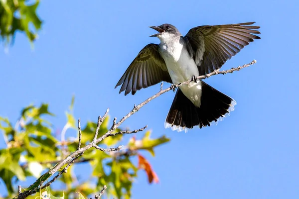 Чорний Ластівка Птах Проникає Гілку Дерева Блакитне Небо — стокове фото