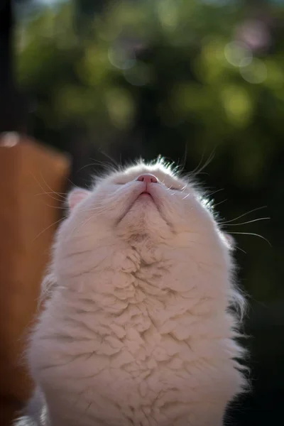 Vertikální Detailní Záběr Rozkošný Nadýchaný Angora Kočka Dívá Nahoru — Stock fotografie