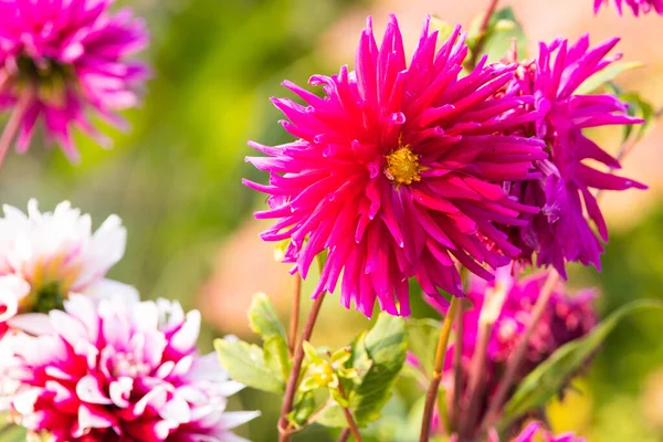 庭で成長しているピンクのダリアの琥珀色の花の選択的な焦点 — ストック写真