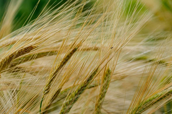 Крупный План Пшеницы Растущей Поле — стоковое фото