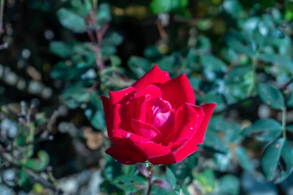 Primer Plano Una Rosa Roja Brillante Floreciente — Foto de Stock