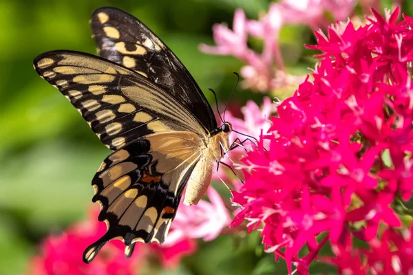 Makro Záběr Krásného Motýla Růžových Květinách Zahradě — Stock fotografie