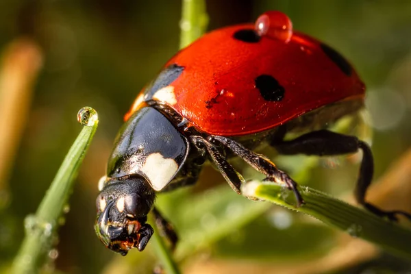 Macro Shot Red Ladybug Green Leaf — Stock Photo, Image
