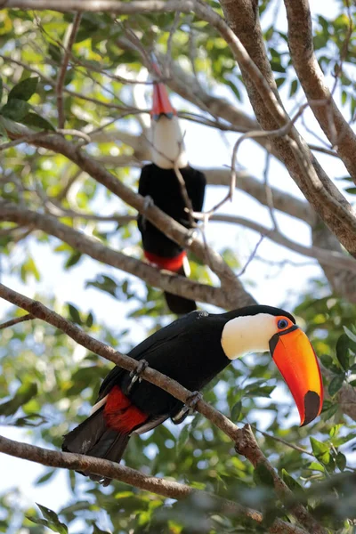 Dois Tucanos Toco Sentados Uma Árvore Vista Baixo — Fotografia de Stock