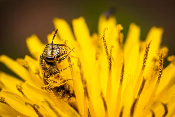 Μια Μακρο Φωτογραφία Μιας Μέλισσας Που Συλλέγει Γύρη Κίτρινα Αγριολούλουδα — Φωτογραφία Αρχείου