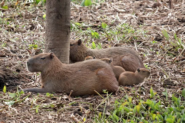 ブラジルのパンタナールのカピバラ家 世界最大のげっ歯類 — ストック写真