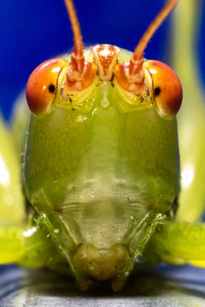 Bulanık Bir Arkaplan Karşısında Çekirgenin Yüzünün Makro Görüntüsü — Stok fotoğraf