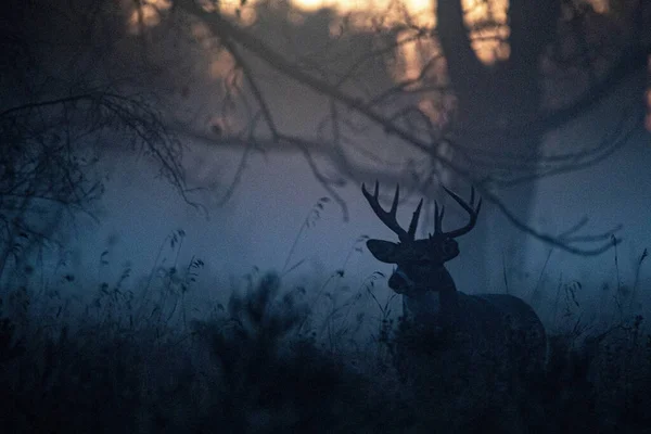 Das Männliche Reh Nebligen Wald — Stockfoto