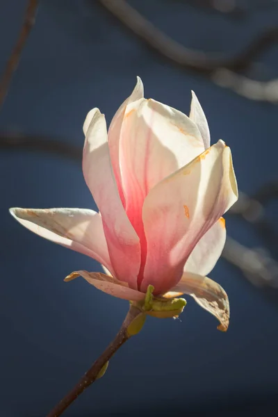 Gros Plan Vertical Une Belle Fleur Magnolia Rose — Photo