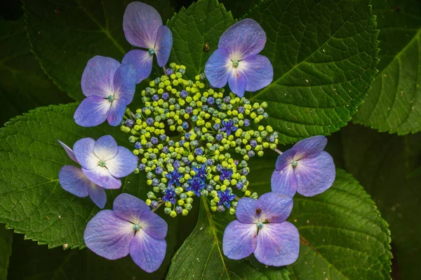 Primer Plano Hermosa Hortensia Azul —  Fotos de Stock