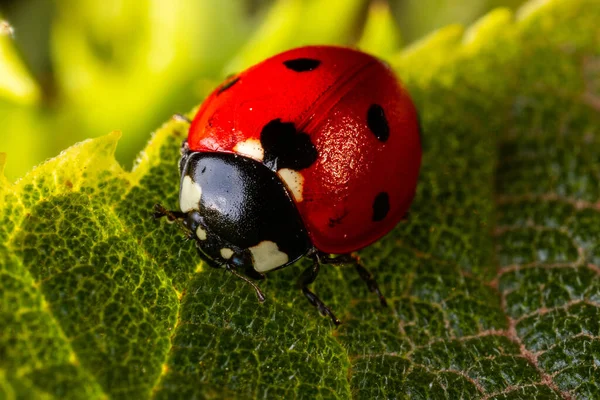 Macro Shot Red Ladybug Green Leaf — 图库照片
