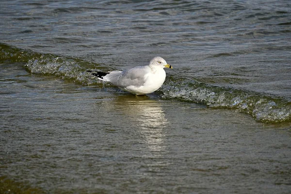 Closeup Shot Seagull Floating Waves — Stock Photo, Image