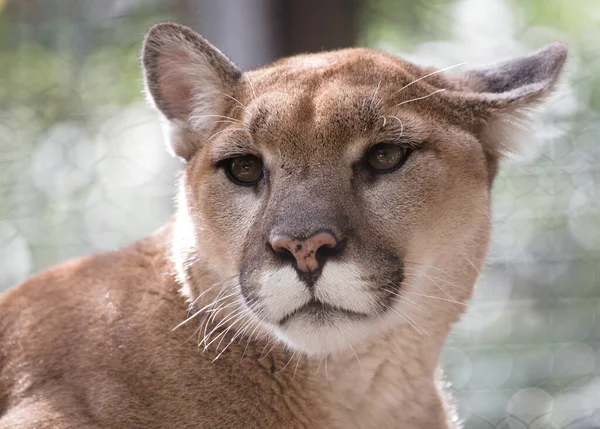 Closeup Shot Beautiful North American Cougar Face — Stock Photo, Image