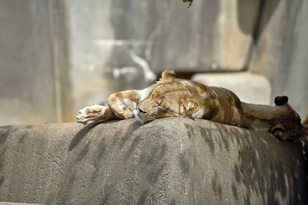 Ett Vackert Lejon Som Sover Sten — Stockfoto
