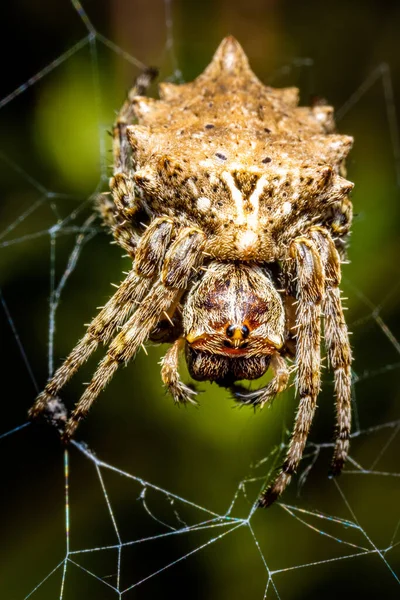 Makro Záběr Pavouka Jeho Pavučině Rozmazaném Pozadí — Stock fotografie