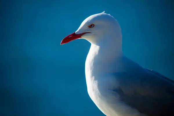 Closeup Shot Seagull — Stock Photo, Image