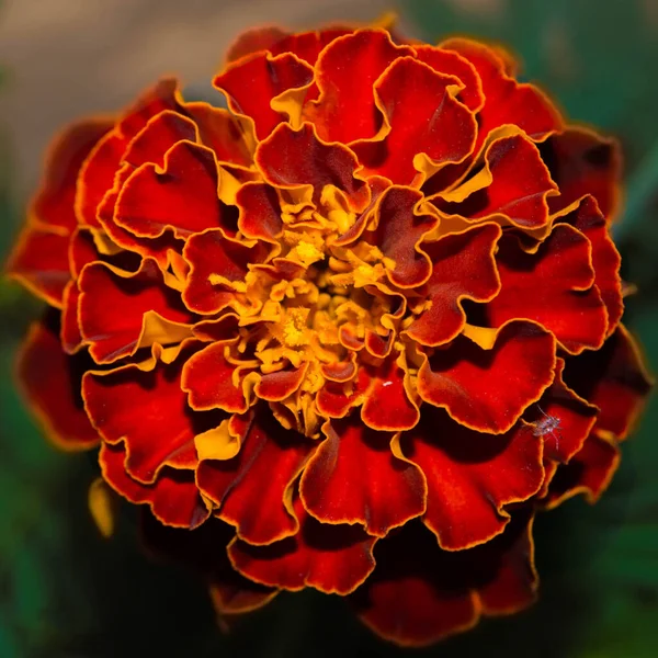 Zdjęcie Zbliżeniowe Czerwonego Kwiatu Nagietka Idealne Tło — Zdjęcie stockowe