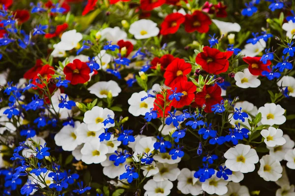 Een Close Van Kleurrijke Petunia Bloemen Tuin — Stockfoto