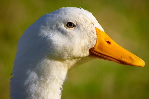 Beyaz Bir Ördeğin Yüzünü Bulanık Bir Arkaplana Yakın Çekim — Stok fotoğraf