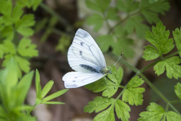 Una Pequeña Mariposa Blanca Pieris Napi Blanca Con Venas Verdes —  Fotos de Stock