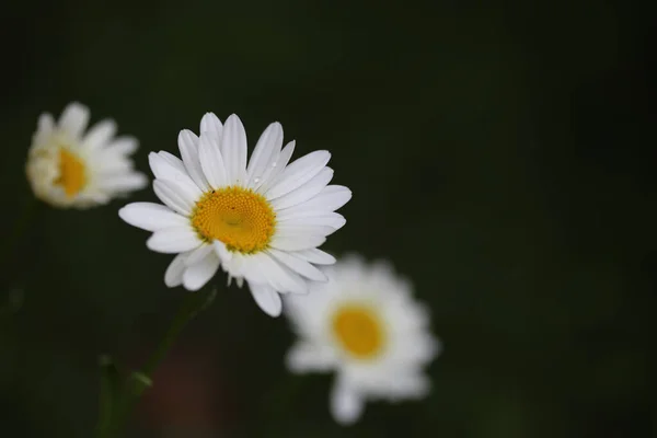 Shallow Focus Chamomile Green Blurred Background — Stockfoto
