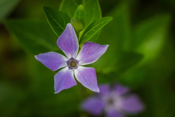 Primer Plano Vinca Género Plantas Con Flores Familia Apocynaceae — Foto de Stock