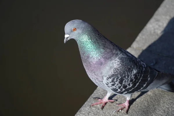 Gros Plan Pigeon Gris Sur Une Surface Pierre — Photo