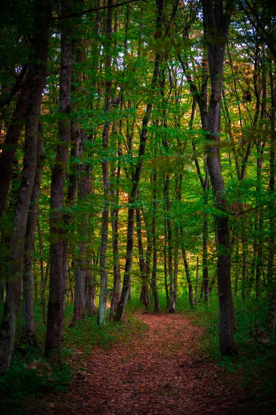 Vertikal Bild Stig Skog Täckt Grönska Dagsljus — Stockfoto