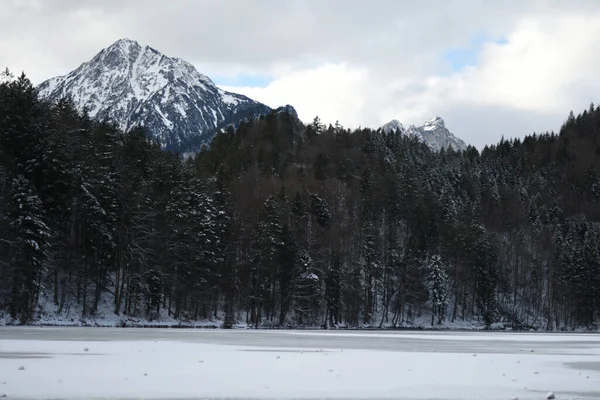 Piękne Zdjęcie Śnieżnego Krajobrazu Drzewami — Zdjęcie stockowe