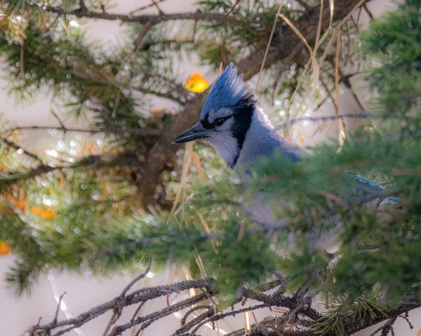 Closeup Blue Jay Perched Tree Cyanocitta Cristata — Stockfoto
