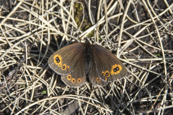 Sırbistan Bir Erebia Medusa Kelebeği Woodland Ringlet Suva Planina — Stok fotoğraf